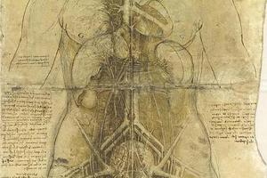 人体比例的研究·女性心血管系统和主要器官 The cardiovascular system and principal organs of a woman