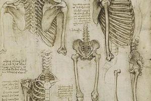 人体比例的研究·骨架 The skeleton