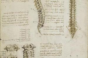 人体比例的研究·脊椎 The vertebral column