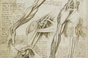 人体比例的研究·肩部、手臂的肌肉和足骨 The muscles of the shoulder, arm and the bones of the foot