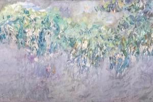 紫藤 Wisteria