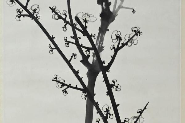 花寒不落墨常新
