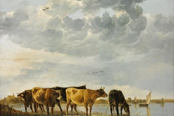 Cows in a River（河里的奶牛）