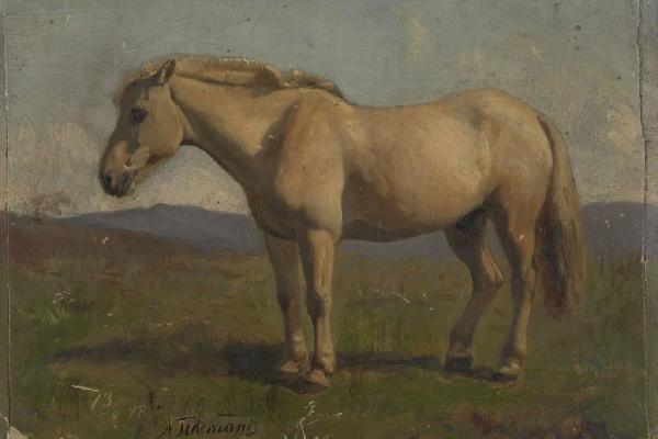 A Dun Horse （矮马）