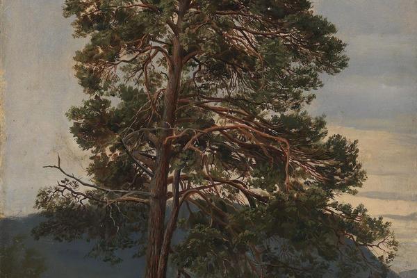 Study of a Pine Tree （对一棵松树的研究）