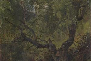 Forest Study from Numedal （Numeal的森林研究）
