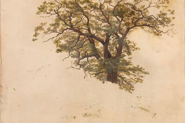 Study of an Oak （橡树的研究）