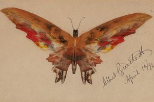 Butterfly （蝴蝶）