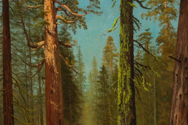 The Grizzly Giant Sequoia, Mariposa Grove, California （灰熊巨红杉，马里波萨林，加利福尼亚）