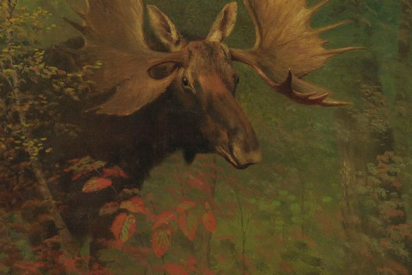 Study Of A Moose（研究驼鹿）
