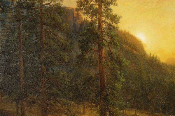 California Redwoods （加州红杉）