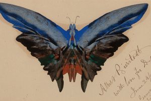 Butterfly, For Dell （蝴蝶，戴尔）