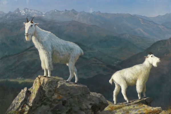 Mountain goats（山羊）