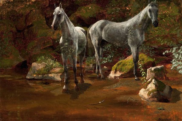 Study of Wild Horses（野马研究）