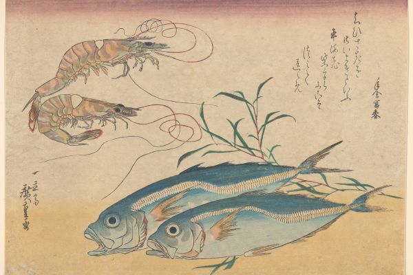 对虾，对虾和马鲭鱼（Kuruma Ebi, Aji Prawns, and Horse Mackerel）