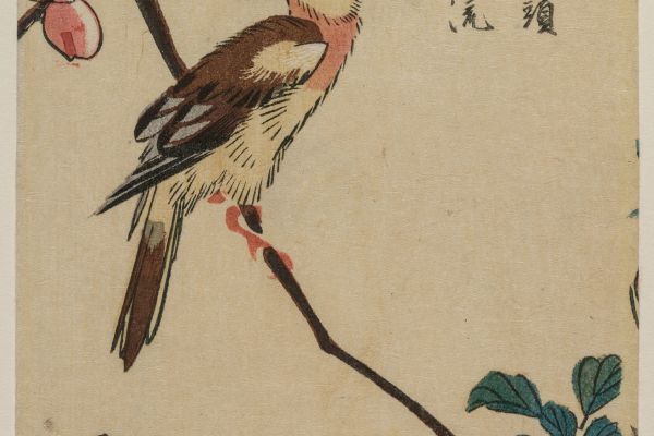 霍尔海棠上的黑颈黄鹂（韩国莺）（Black-Naped Oriole (Korean Warbler) on a Hall Crabapple）