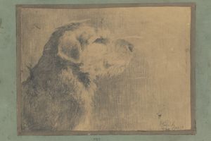 狗蒂兰(Dog Tirán )