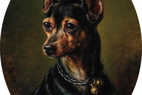 带铃铛项圈的杜宾犬(Pinscher in Collar with Bells)