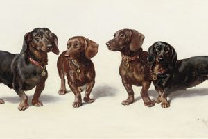 四只腊肠(Four Dachshunds )