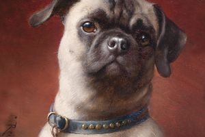 哈巴狗(Mops)