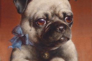 年轻的哈巴狗(Young pug)