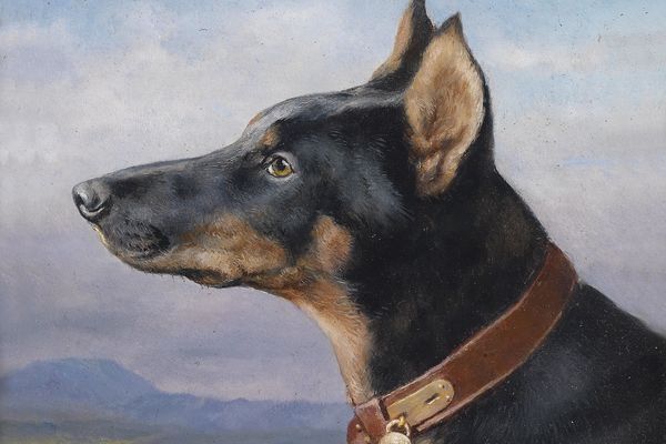 杜宾犬的肖像(Portrait eines Dobermanns )