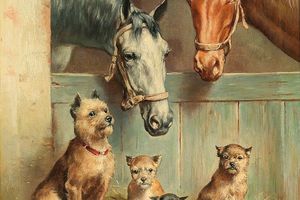 动物友谊(Animal Friendship)