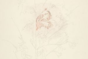 花(Flower )