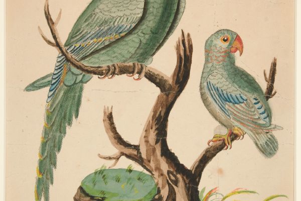 贫瘠树上的两只鹦鹉(Two Parrots on a Barren Tree )