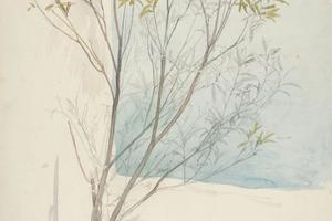 对一棵树的研究(Study of a tree )