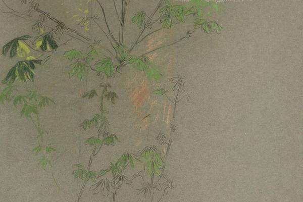 落叶树枝的素描(Sketch of leafing tree branches)