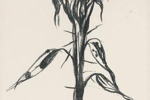 小插图；石蒜属植物(Vignette; Amaryllis )