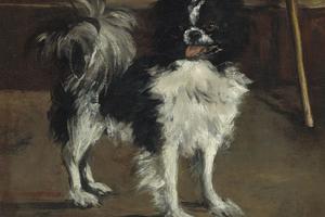 塔玛，日本狗(Tama,the Japanese Dog )