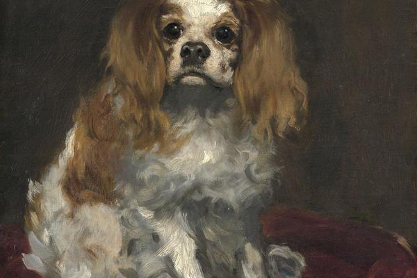 一只查理王猎犬(A King Charles Spaniel )