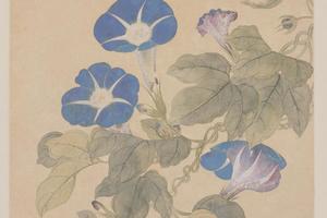 恽寿平花鸟册-牵牛花