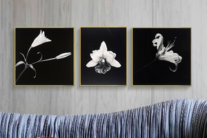 梅尔索普植物摄影 博物馆级复刻版画 简欧客厅装饰画玄关轻奢挂画