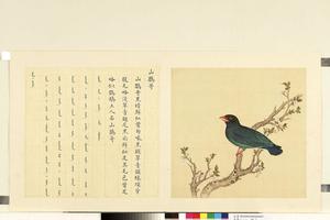 鸟谱（二）册　山鹦哥