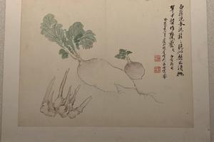 花卉蔬果册（六开）-萝卜仔姜图页