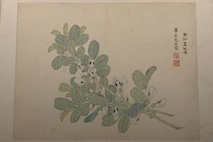 花卉蔬果册（六开）-豆花图页